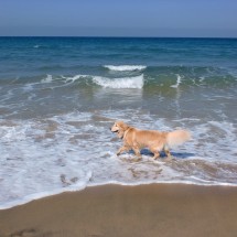 ①20140408松崎邸　海と犬